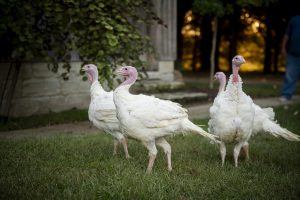 turkeys